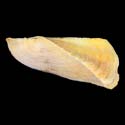 To Conchology (Trisidos tortuosa YELLOW)