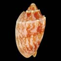 To Conchology (Cymbiola vespertilio RED)
