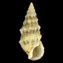 To Conchology (Cerithium renovatum)