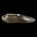 To Conchology (Lanceolaria eucylindrica)