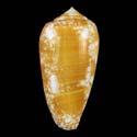 To Conchology (Darioconus pennaceus cf.)
