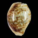 To Conchology (Eclogavena dayritiana FREAK)