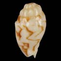 To Conchology (Cymbiola vespertilio YOUNG)
