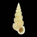 To Conchology (Amaea foulisi)