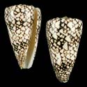To Conchology (Conus bandanus cf.)