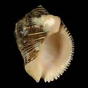 To Conchology (Purpura bufo GIANT)