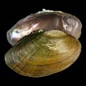 To Conchology (Villosa vanuxemensis MALE)
