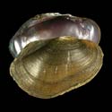 To Conchology (Villosa vanuxemensis FEMALE)