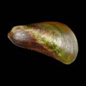 To Conchology (Mytella guyanensis)