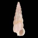 To Conchology (Cerithium interstriatum cf.)