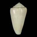 To Conchology (Calibanus furvus FOSSIL)