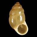 To Conchology (Signepupina bilinguis)