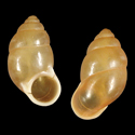 To Conchology (Signepupina bilinguis)