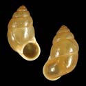 To Conchology (Signepupina bilinguis)