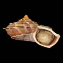 To Conchology (Tropidophora deburghiae WHITE LIP)