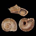 To Conchology (Tropidophora deburghiae)