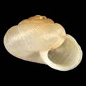 To Conchology (Melostrachia acuticostata)