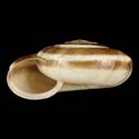 To Conchology (Laeocathaica distinguenda)