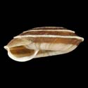 To Conchology (Laeocathaica potanini)
