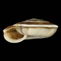 To Conchology (Laeocathaica amdoana)