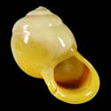 To Conchology (Moulinsia nunezii)