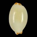 To Conchology (Luria isabella DWARF)