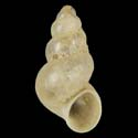 To Conchology (Ecrobia ventrosa NETHERLANDS)