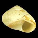 To Conchology (Sturanya uberta)