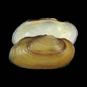 To Conchology (Unio durieui)