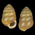 To Conchology (Pseudobuliminus piligera)