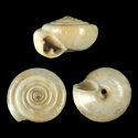 To Conchology (Laeocathaica dityla)