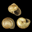 To Conchology (Acusta ravida ravidella)