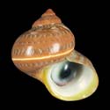 To Conchology (Turbo petholatus SPECIAL COLOR)