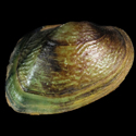 To Conchology (Physunio cambodiensis cf.)
