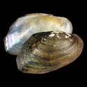 To Conchology (Physunio cambodiensis cf.)