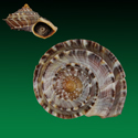 To Conchology (Tropidophora deburghiae WHITE LIP)