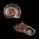 To Conchology (Tropidophora deburghiae WHITE LIP)