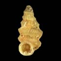 To Conchology (Diplommatina suratensis)