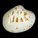 To Conchology (Pitar inflatus)