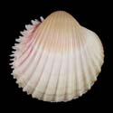To Conchology (Bucardium ringens PINK)