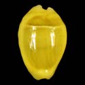 To Conchology (Monetaria moneta GOLD FREAK)