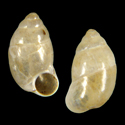 To Conchology (Pupina sangkarensis)