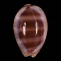 To Conchology (Lyncina carneola SPECIAL COLOR)