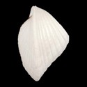 To Conchology (Lunulicardia hemicardium GIANT)