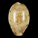 To Conchology (Erronea caurica elongata SPECIAL)