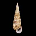 To Conchology (Pseudovertagus elegans)
