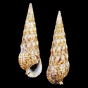 To Conchology (Pseudovertagus elegans)