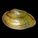 To Conchology (Venustaconcha ellipsiformis)