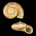 To Conchology (Rhiostoma jousseaumei)