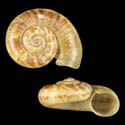 To Conchology (Rhiostoma jousseaumei)